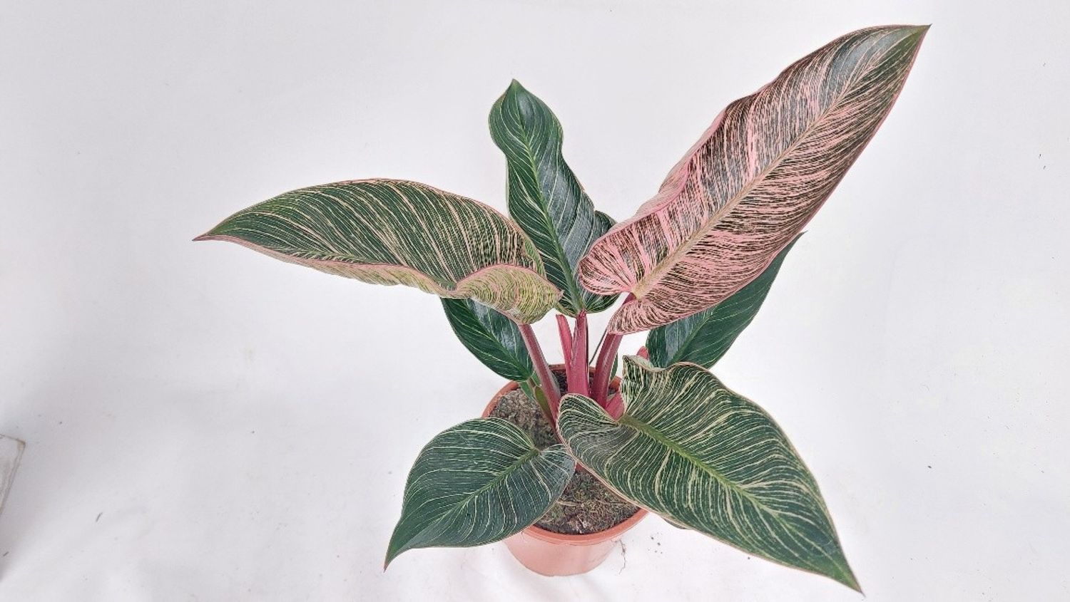 珍品！Philodendron 'Pig Skin' 'ピッグスキン' Philodendron 'Pink Birkin' – frunzis exotic in dungi roz