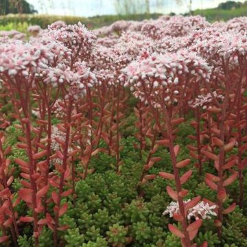 Sedum album 'Coral Carpet'