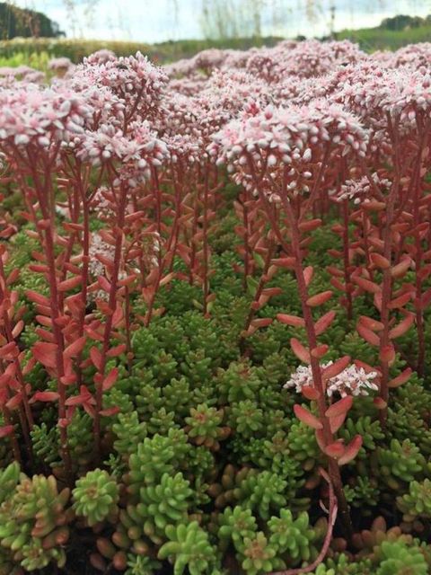 Sedum album 'Coral Carpet'