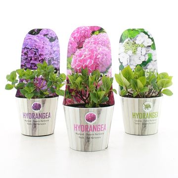 Hydrangea macrophylla MIX