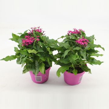 Pentas lanceolata 'Graffiti Violet'