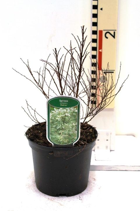 Spiraea x vanhouttei 'Pink Ice'