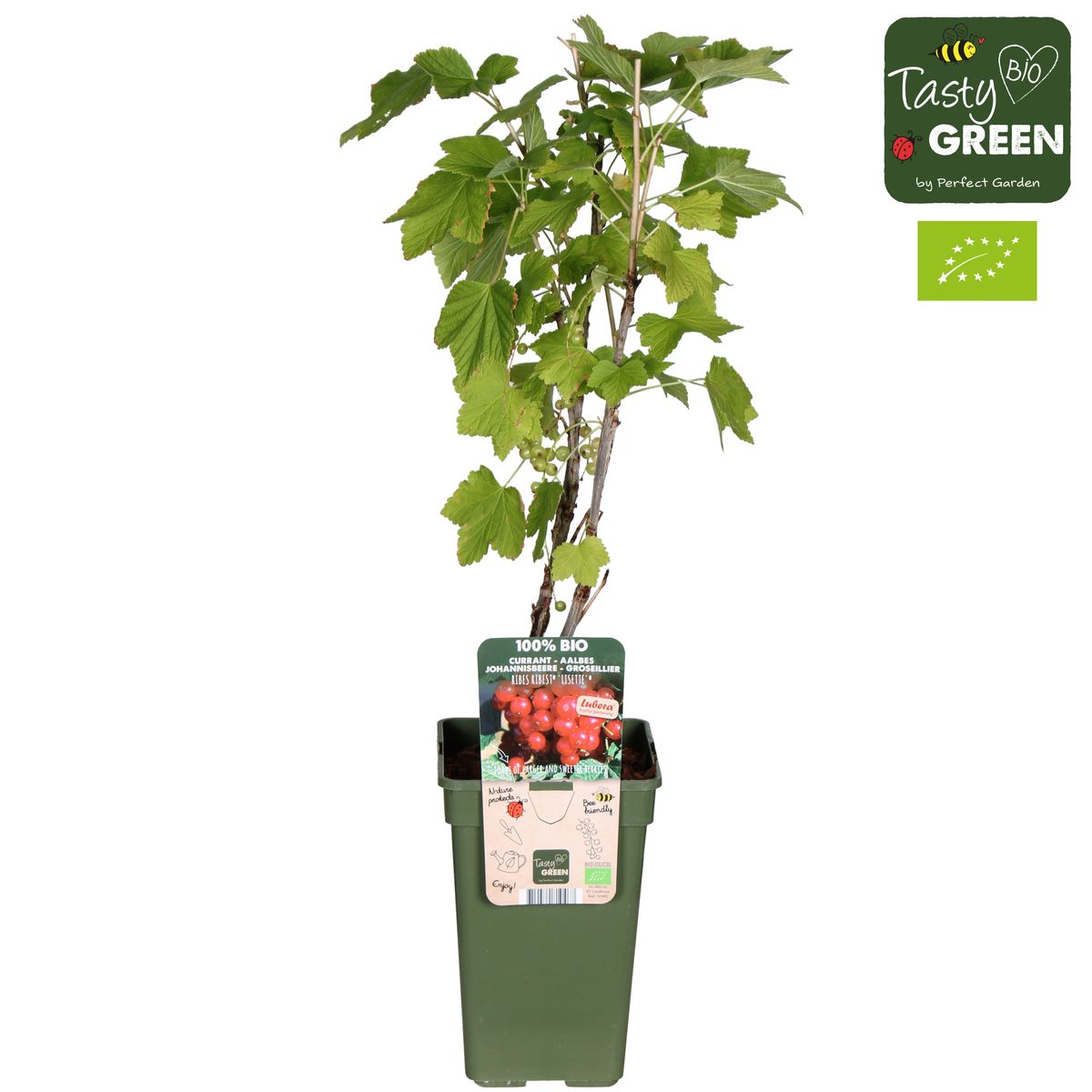 Ribes rubrum RIBEST LISETTE — Plant Wholesale FlorAccess