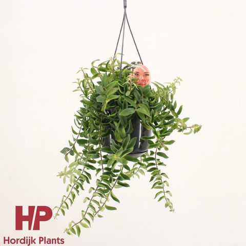 Aeschynanthus 'Twister'