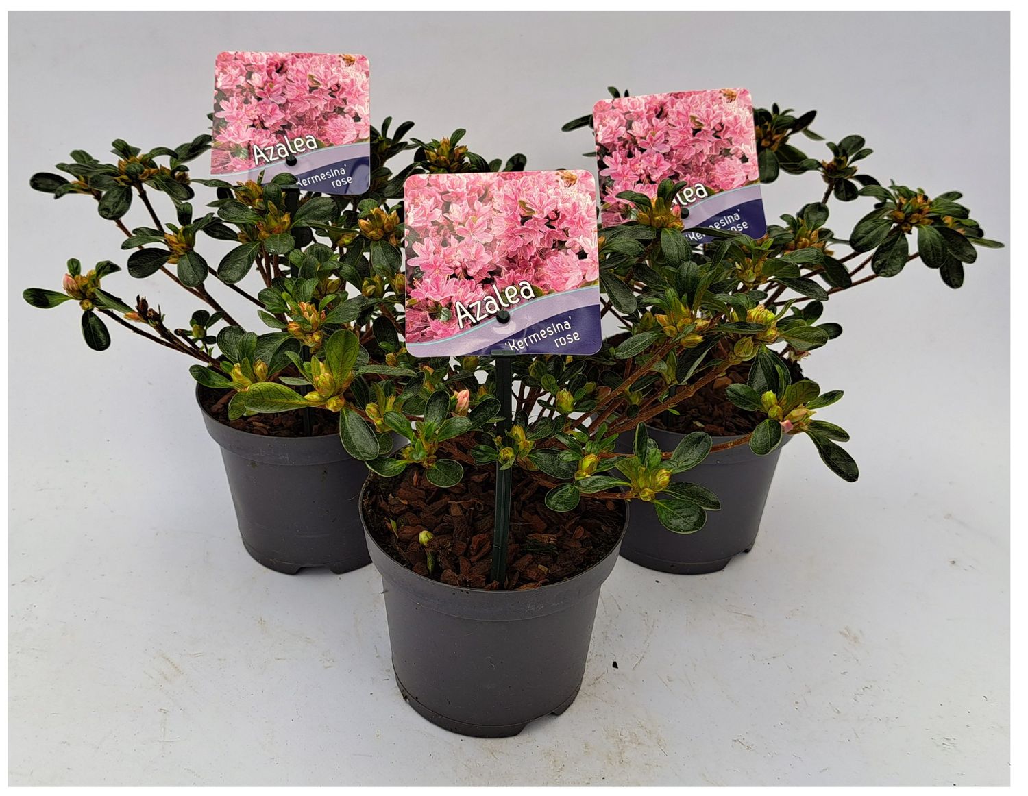 lebensbaum thuja smaragd 180-200 cm Lebensbaum Smaragd — Baumschule-Pflanzen.de