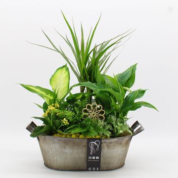 Ετοιμασίες Houseplants