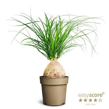 Beaucarnea recurvata