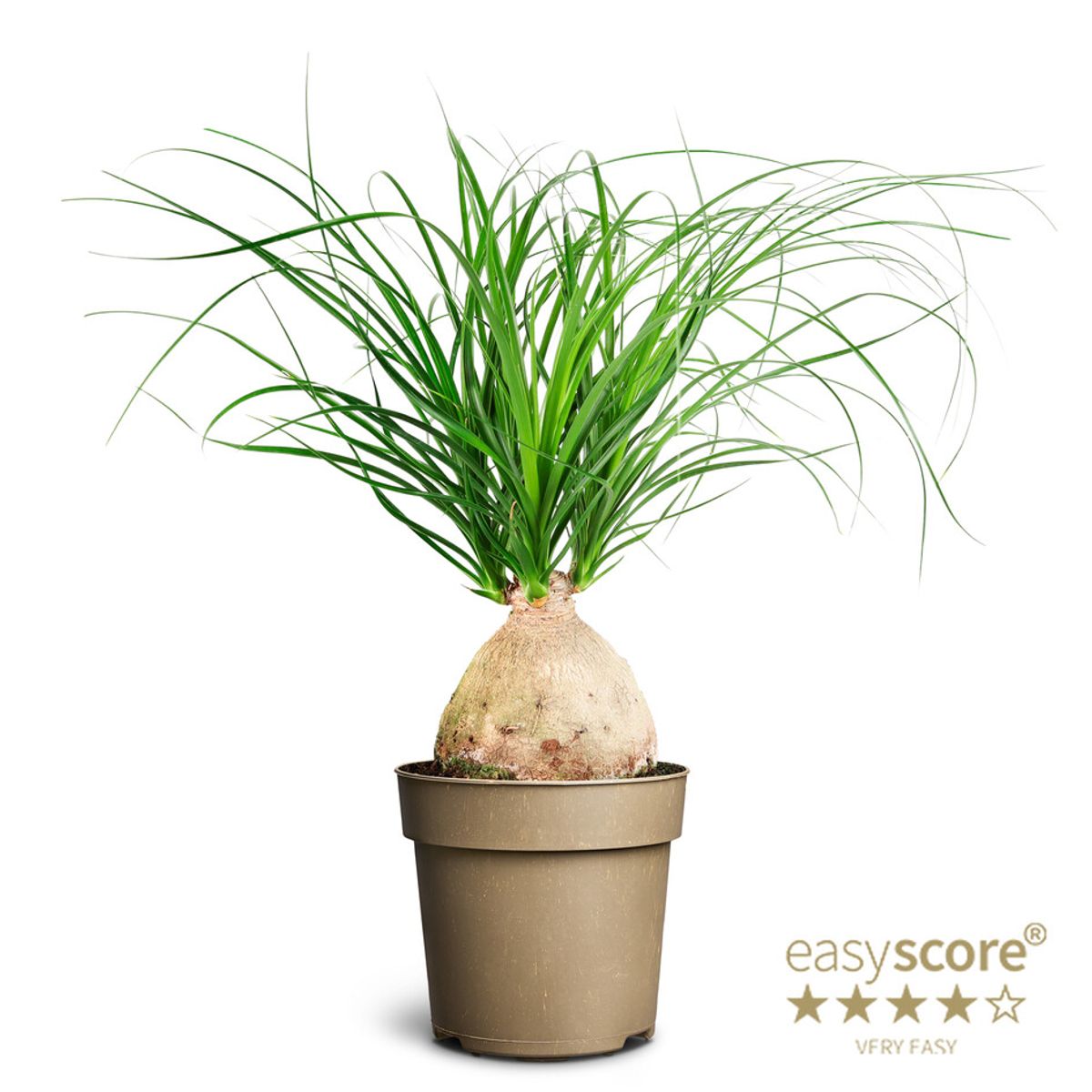 Beaucarnea recurvata  Plant Wholesale FlorAccess