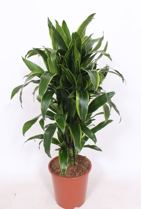 Dracaena fragrans 'Arturo'