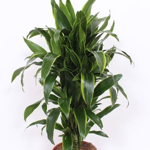 Dracaena fragrans 'Arturo'