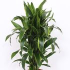 Dracaena fragrans 'Arturo'