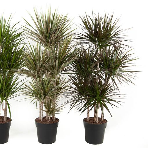 Dracaena MIX