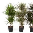 Dracaena MIX