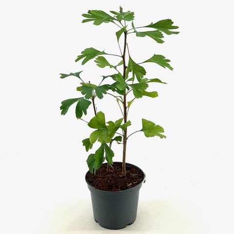 Ginkgo biloba