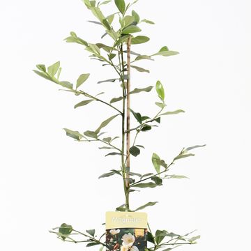 Magnolia laevifolia 'Fairy Honey Velvet'