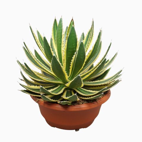 Agave lophantha 'Quadricolor'
