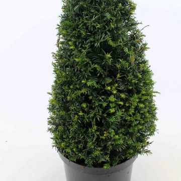 Taxus baccata