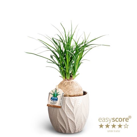 Beaucarnea recurvata