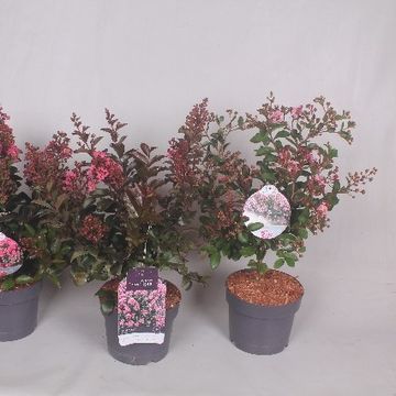 Lagerstroemia indica 'Rosea Nova'