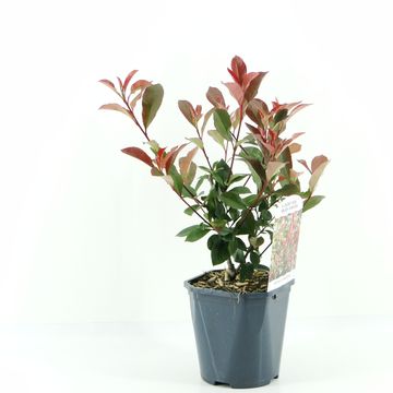 Photinia x fraseri