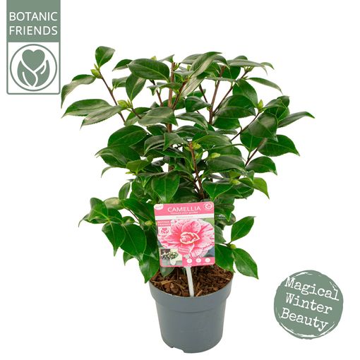 Camellia japonica 'Bonomiana'