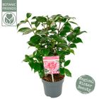 Camellia japonica 'Bonomiana'