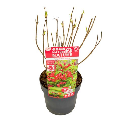 Weigela 'Red Prince'