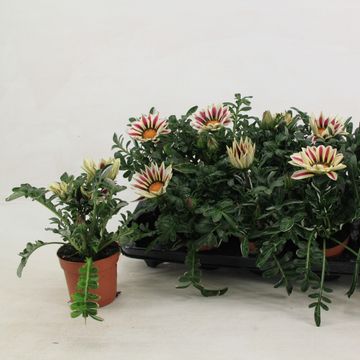 Gazania MIX