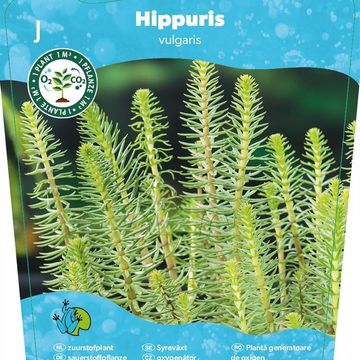 Hippuris vulgaris