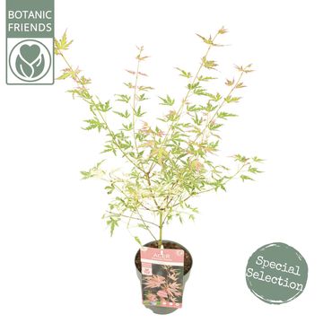 Acer palmatum 'Taylor'