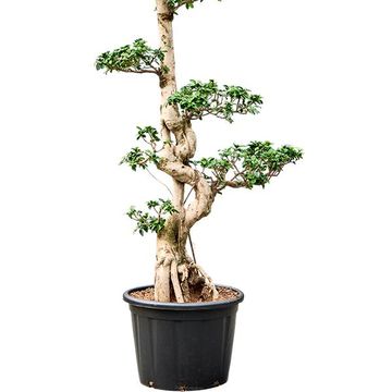 Ficus microcarpa 'Compacta'