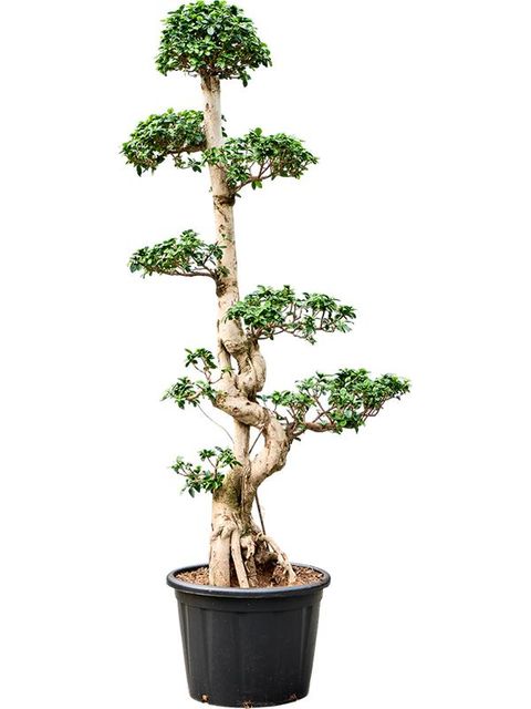 Ficus microcarpa 'Compacta'