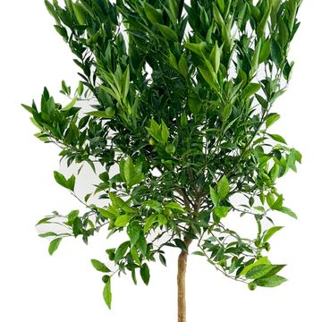 Citrus reticulata 'Clementine'