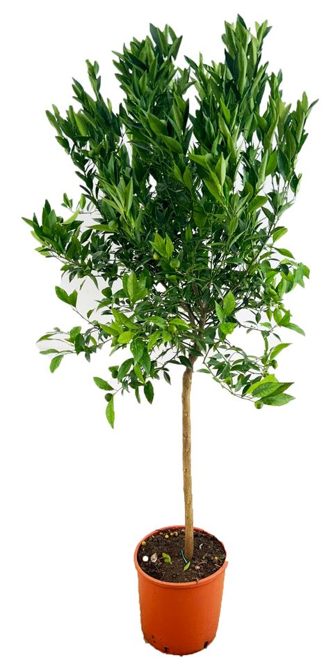 Citrus reticulata 'Clementine'