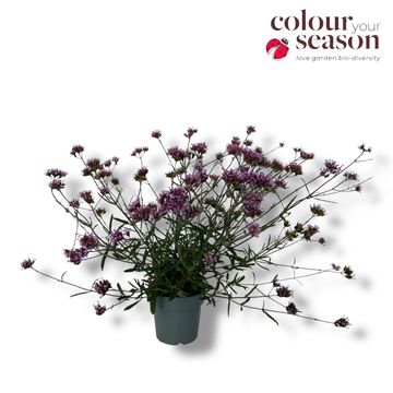 Verbena bonariensis 'Lollipop'