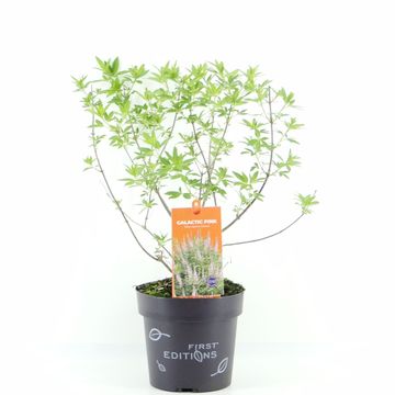 Vitex agnus-castus GALACTIC PINK