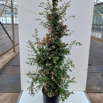 Abelia x grandiflora
