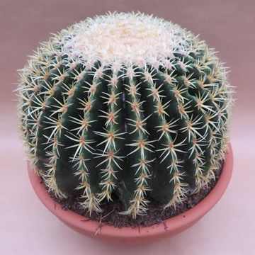 Echinocactus grusonii brevispinus