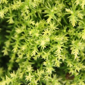 Cryptomeria japonica 'Twinkle Toes'