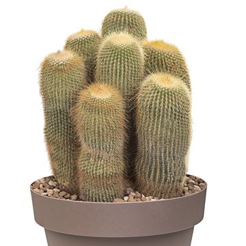 Notocactus leninghausii