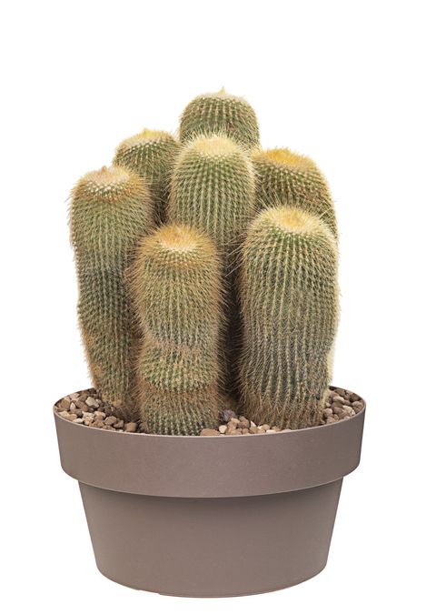 Notocactus leninghausii