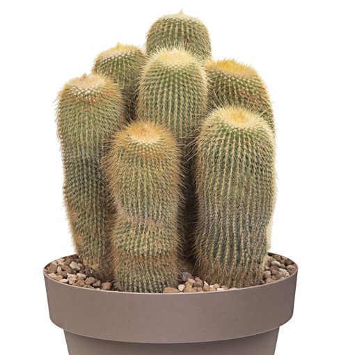 Notocactus leninghausii