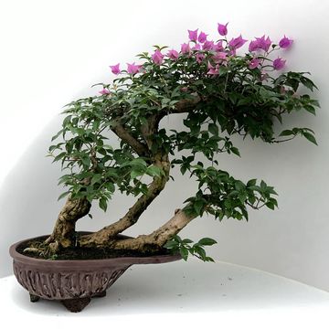 Bougainvillea glabra