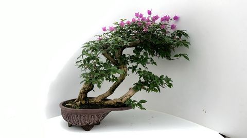 Bougainvillea glabra