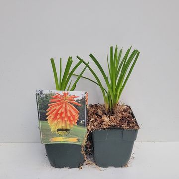 Kniphofia rooperi