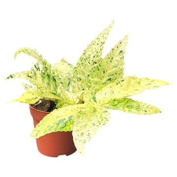 Pellionia repens 'Variegata'