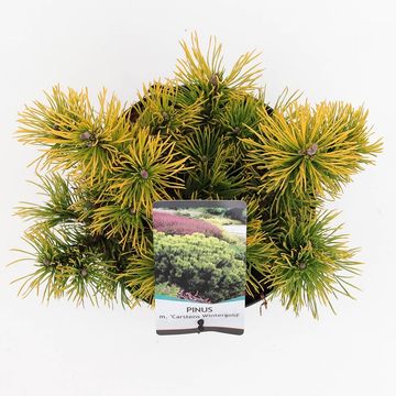 Pinus mugo 'Carsten'