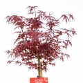 Acer palmatum 'Shaina'