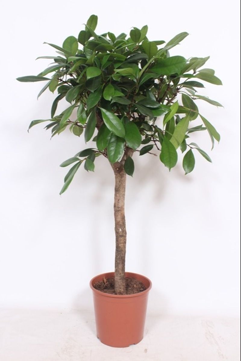 Ficus cyathistipula — Plant Wholesale FlorAccess