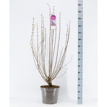 Syringa x chinensis 'Saugeana'